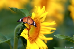 朝のタテハチョウ