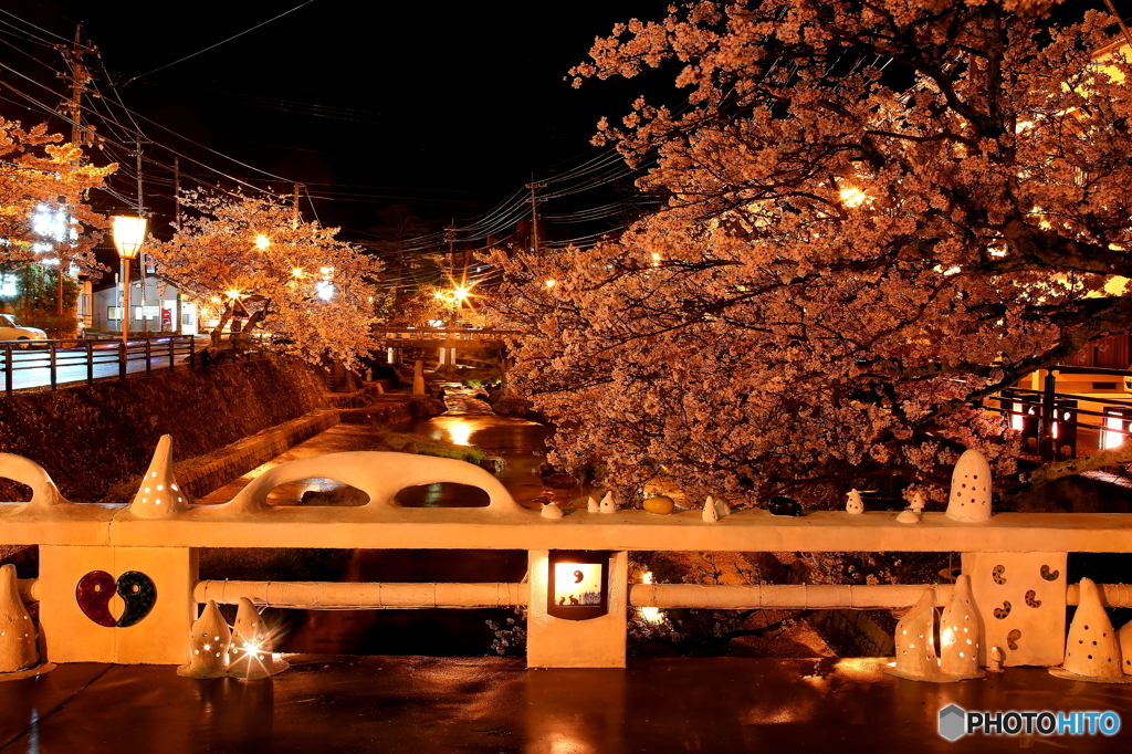 夜桜
