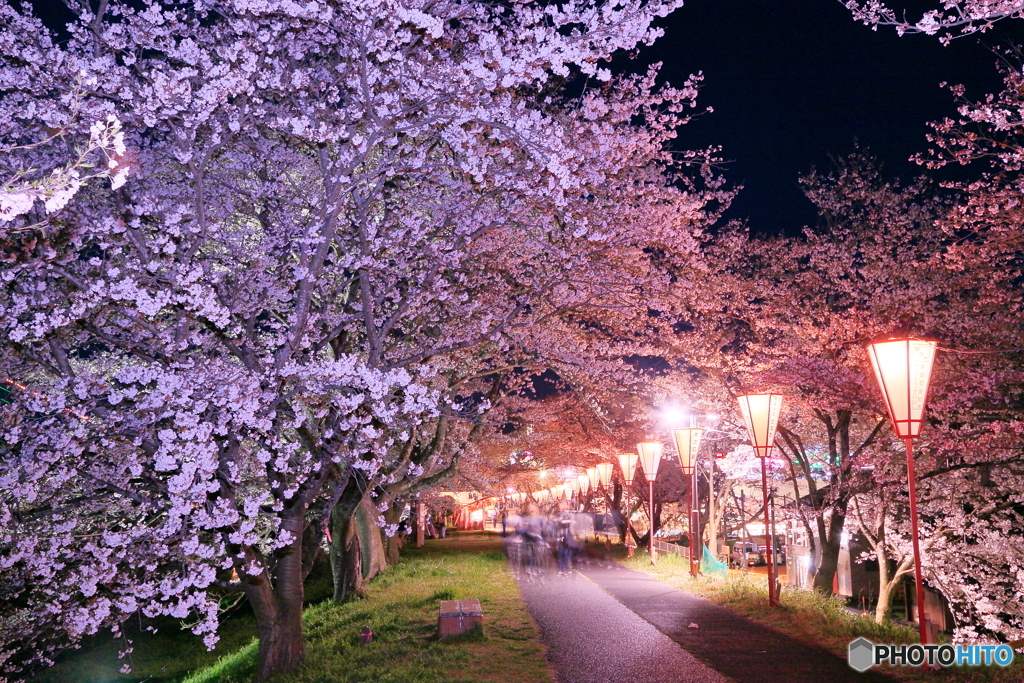 夜桜