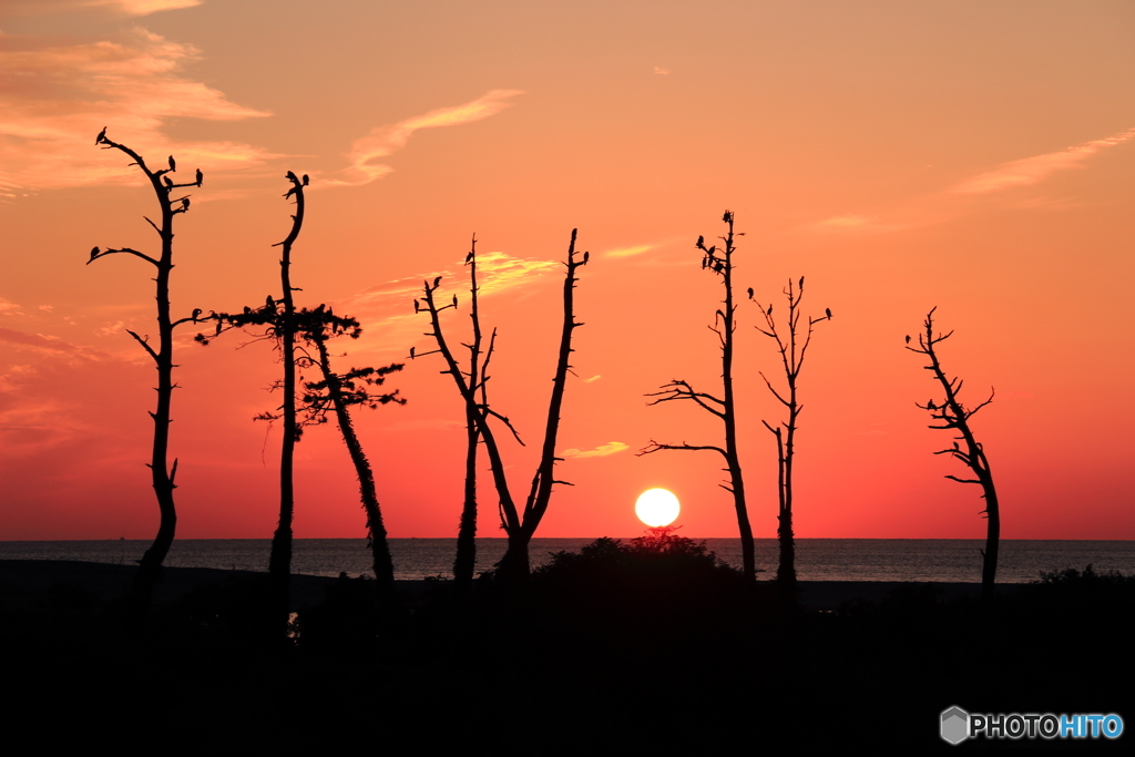 とまり木の夕暮れ