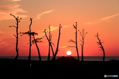 とまり木の夕暮れ