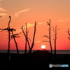 とまり木の夕暮れ