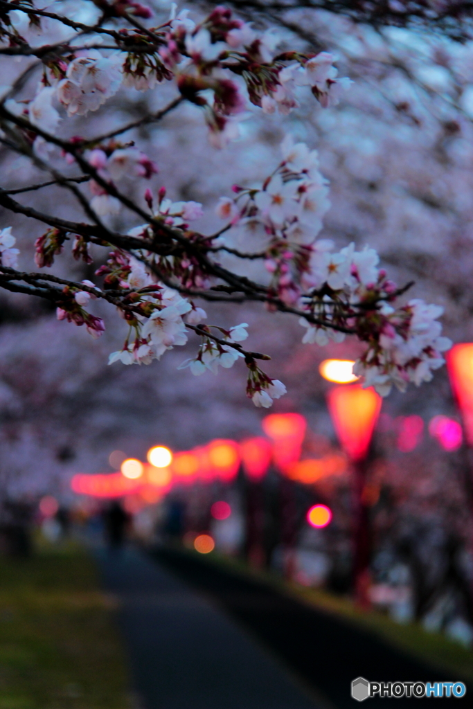 去年の桜