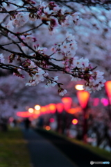 去年の桜