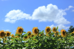 9月の空