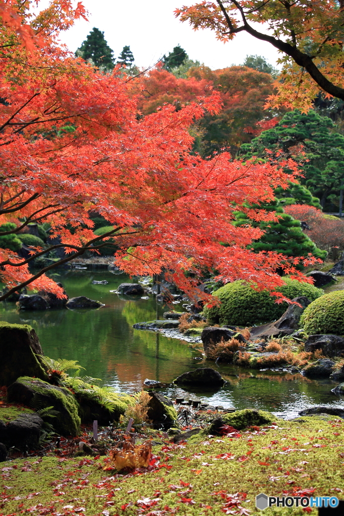 庭園の紅葉-Ⅱ