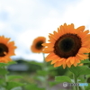 ひまわり