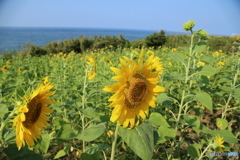 海辺のひまわり畑