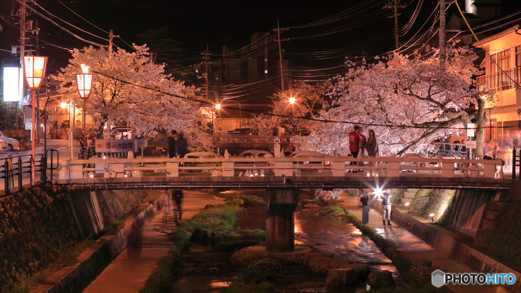 温泉街の桜