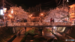 温泉街の桜