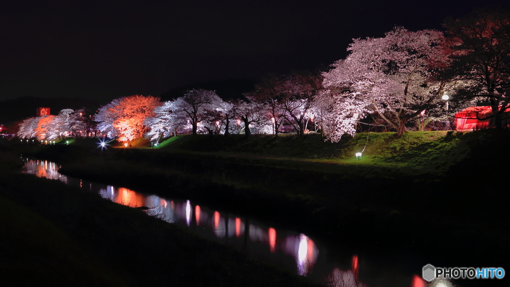 夜の桜通り