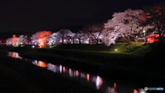 夜の桜通り