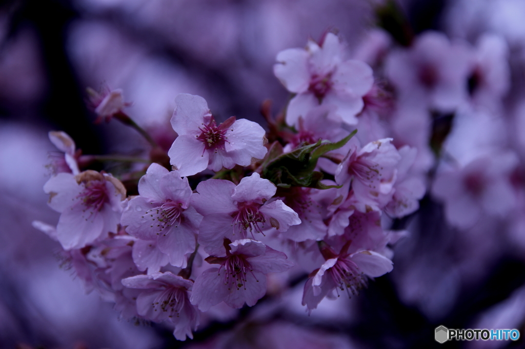 河津桜満開　