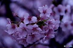 河津桜満開　