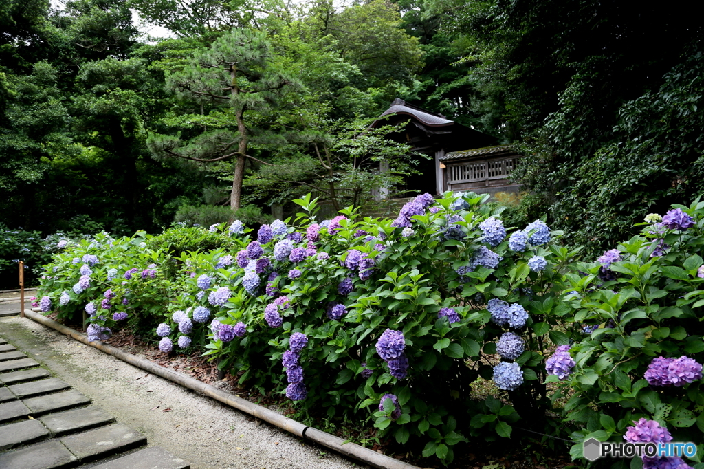 松江　アジサイ寺