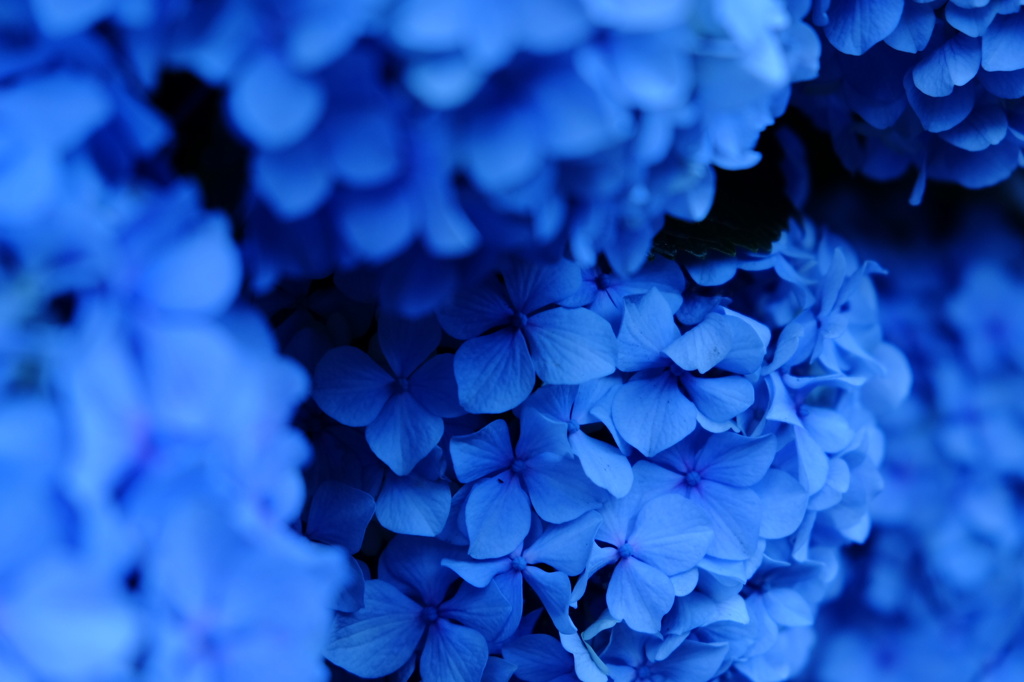 紫陽花