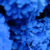 紫陽花