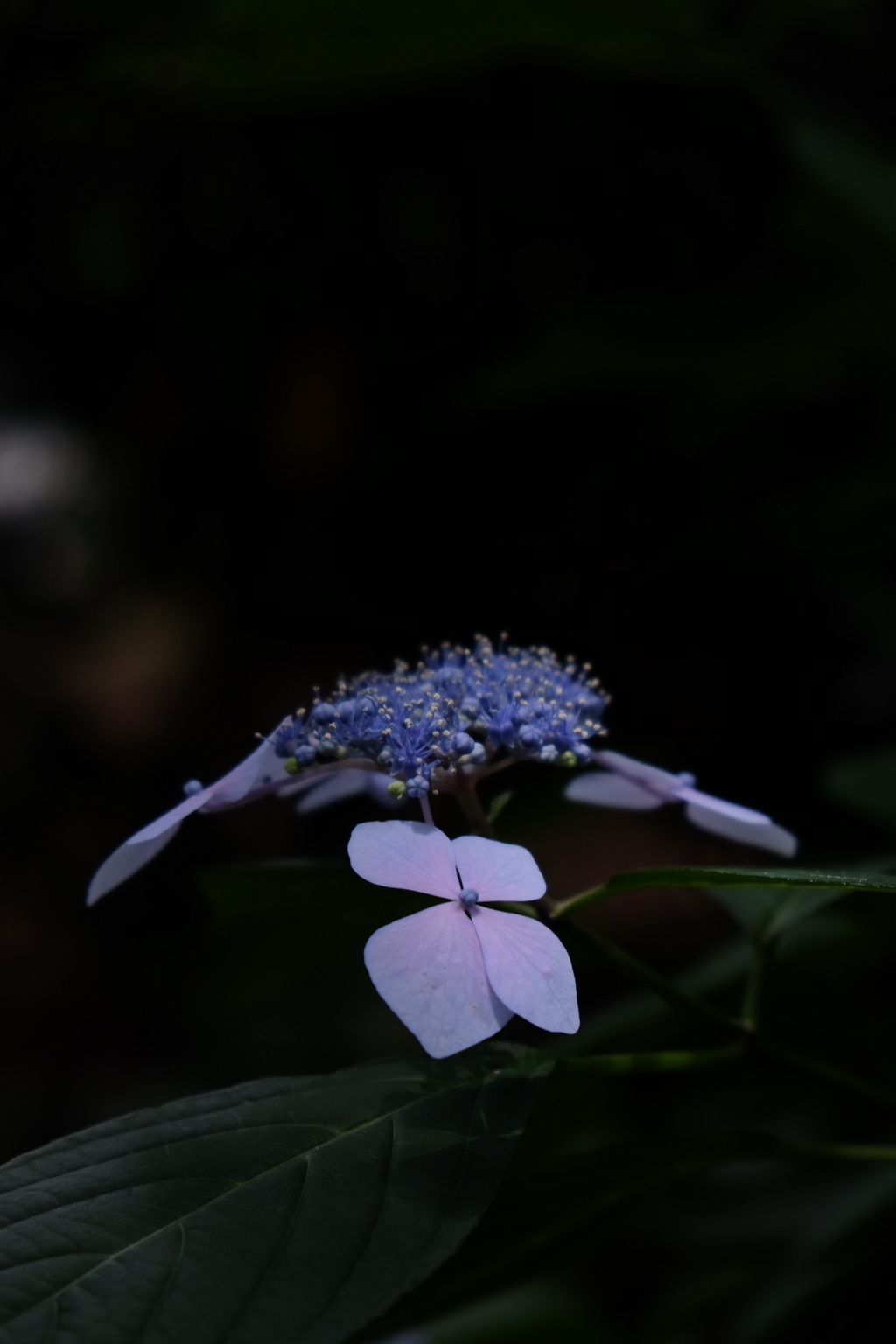 額紫陽花