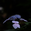 額紫陽花