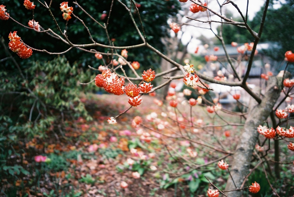 早春