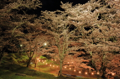 夜桜