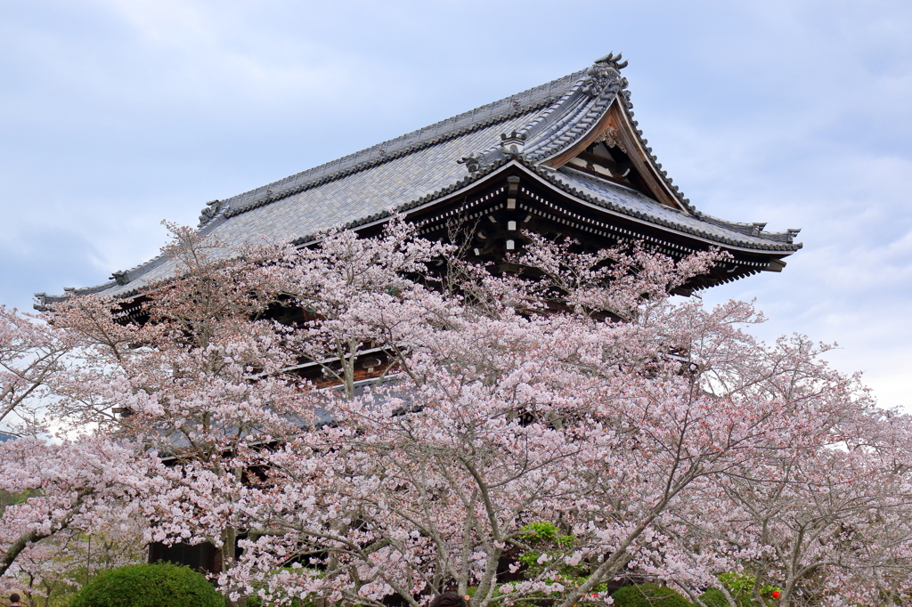 さくらと大門