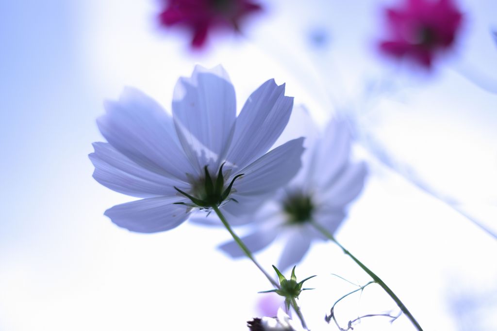 秋桜
