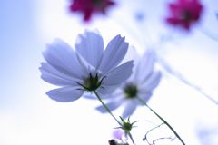 秋桜