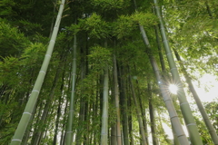 竹林