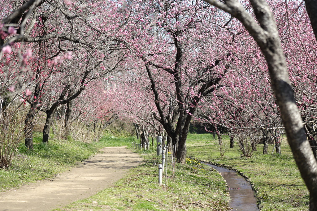 桃花トンネル