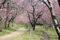 桃花トンネル