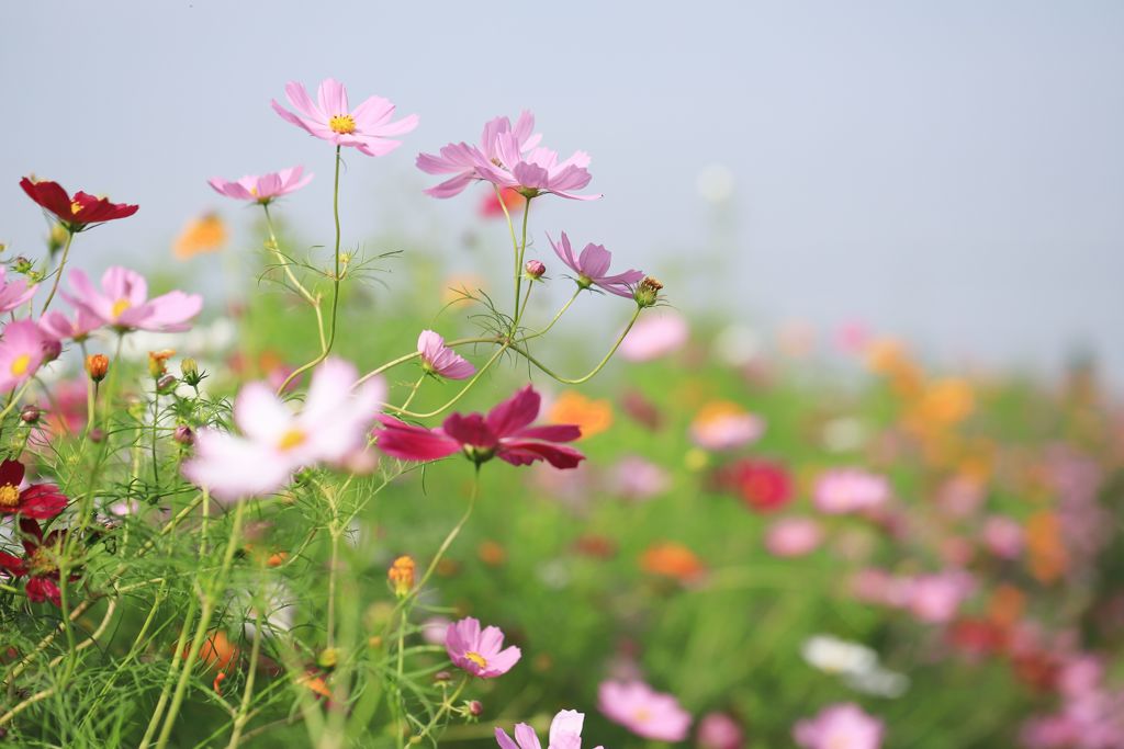 秋桜