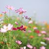 秋桜