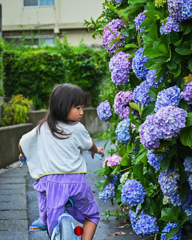 紫陽花と同じ色