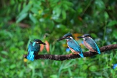 9/19 カワセミ 9/19 カワセミ