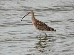 ダイシャクシギ