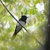 5/8 サンコウチョウ
