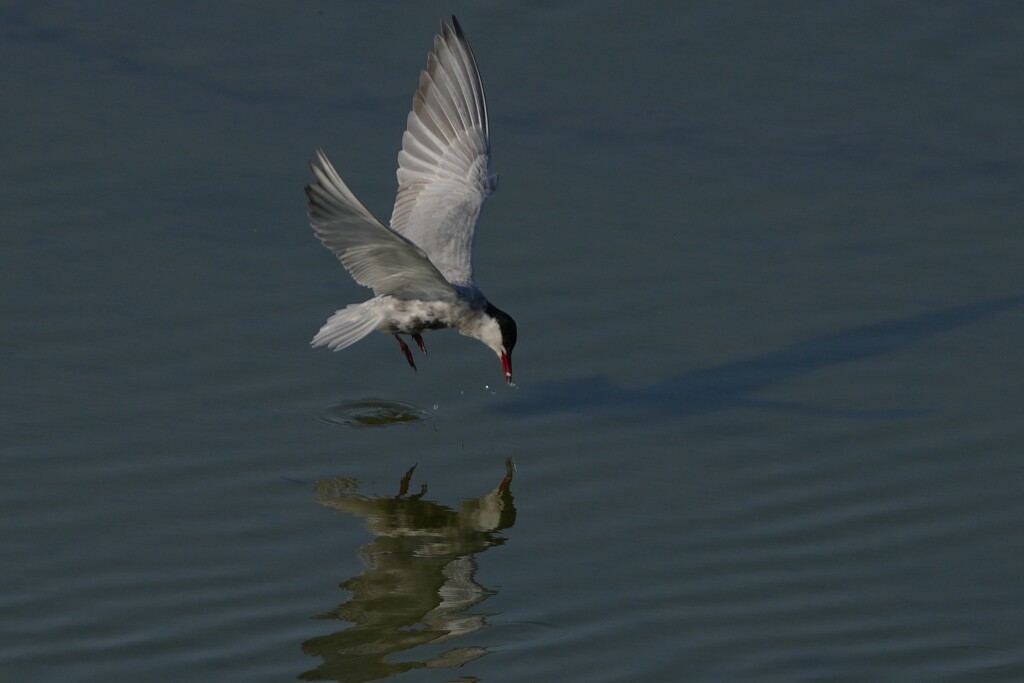 6/24 クロハラアジサシ