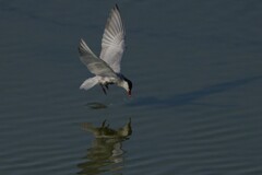 6/24 クロハラアジサシ