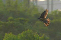 8/5 オオタカ