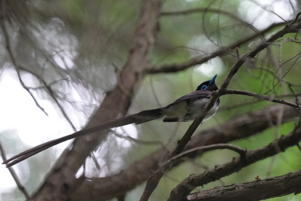 6/5　サンコウチョウ