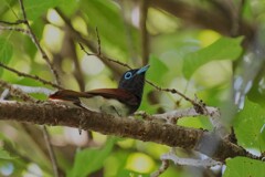 7/2　サンコウチョウ