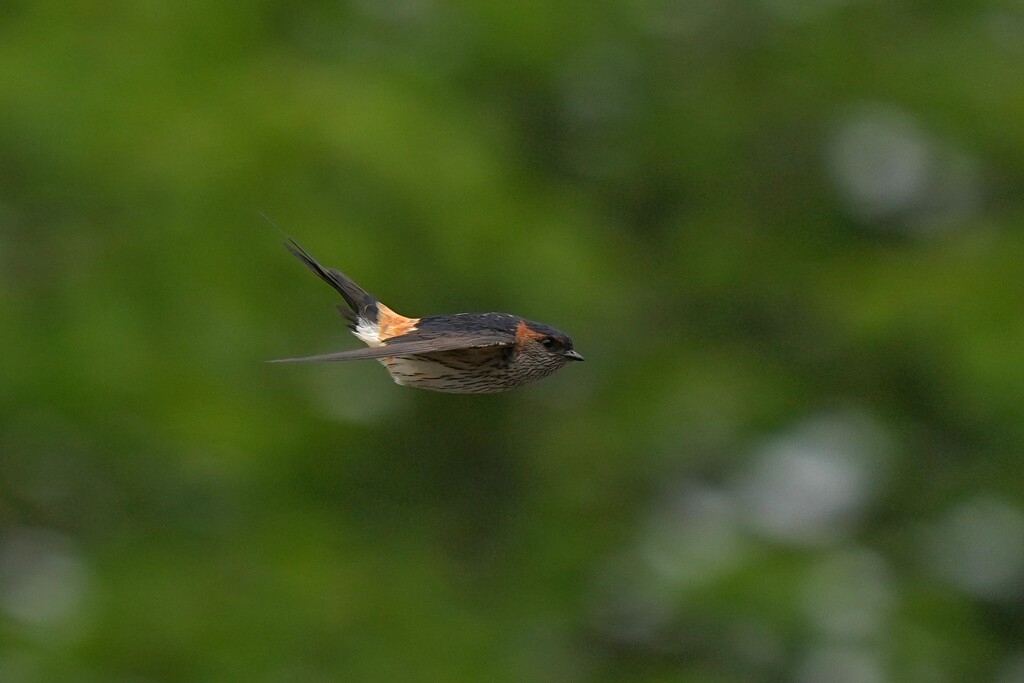 7/3　コシアカツバメ