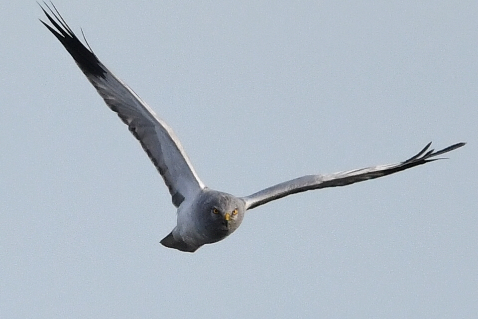 10/20　ハイイロチュウヒ