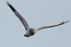 10/20　ハイイロチュウヒ