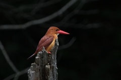 6/11 アカショウビン