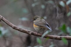 1/4 ルリビタキ