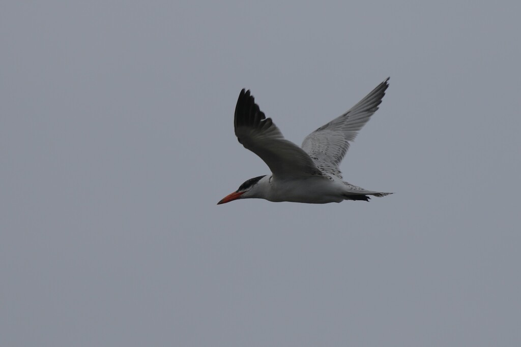 11/13 オ二アジサシ