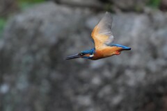 4/5 カワセミ