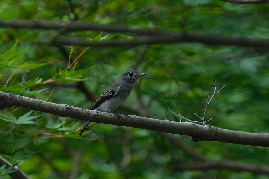 8/27　コサメビタキ